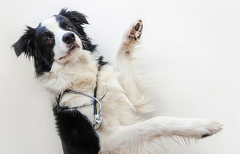 A black and white dog lies on its back with a stethoscope hanging around its neck, facing the camera.