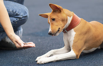 A dog with a brown and white coat, wearing a brown collar, looks attentively at a treat in a person's hand. The person is kneeling and extending the treat towards the dog.