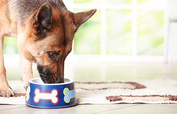 A dog is eating from a blue dog bowl with colorful bone decorations. The bowl is placed on a light-colored rug inside a house.