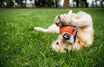 A golden retriever lies on its back on a grass lawn, holding an orange ball between its paws and mouth.