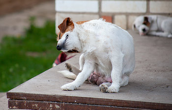 A white and brown dog scratching itself while sitting on a concrete surface; another dog lies in the background.