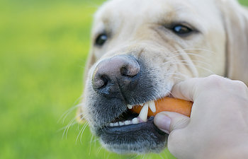 Close-up of a dog biting into a carrot held by a person's hand, with a grassy background.