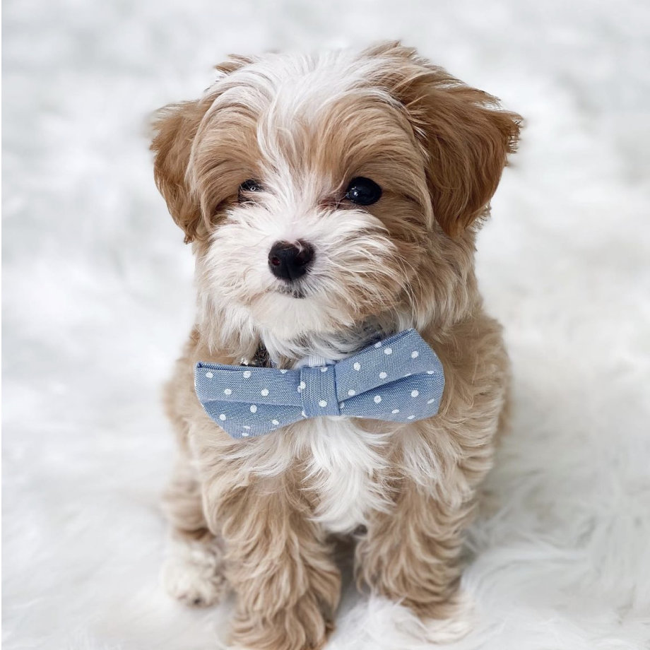 A small fluffy puppy with white and brown fur is sitting on a soft white surface, wearing a blue polka-dotted bow tie.