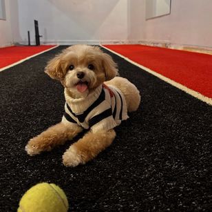 A small dog wearing a striped sweater is lying on a black carpet with a yellow tennis ball in front of it. The dog is looking at the camera with its tongue out.